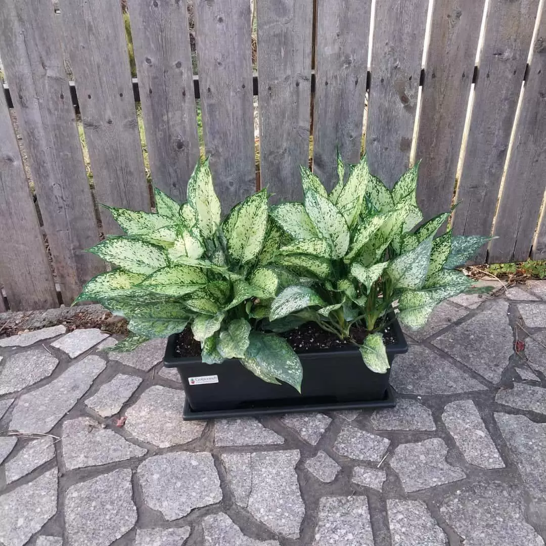 گیاه آگلونما