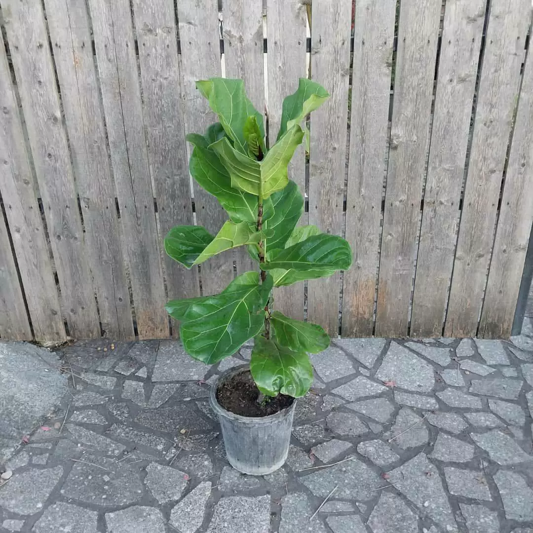 گیاه لیراتا تک