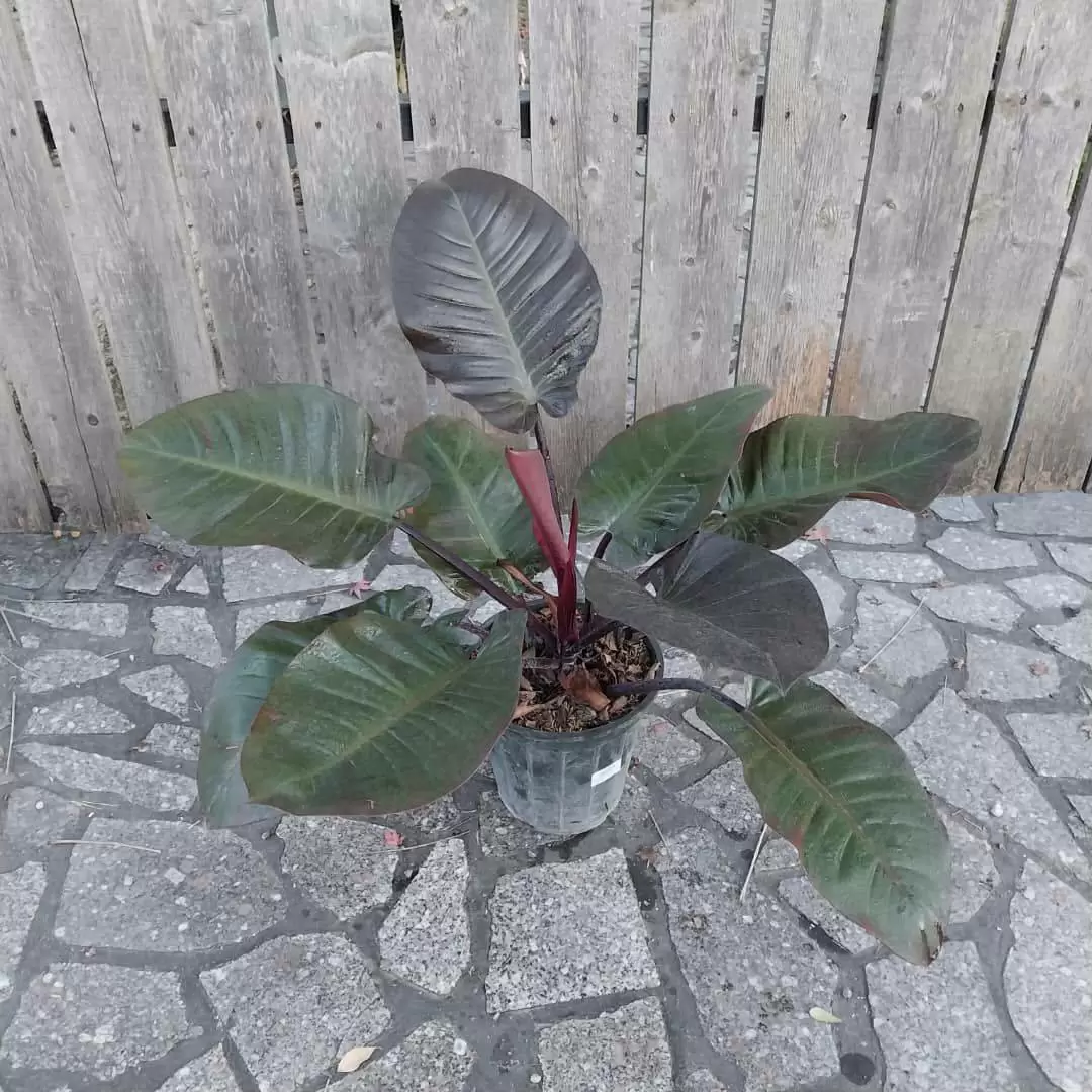 فیلندرون بلک